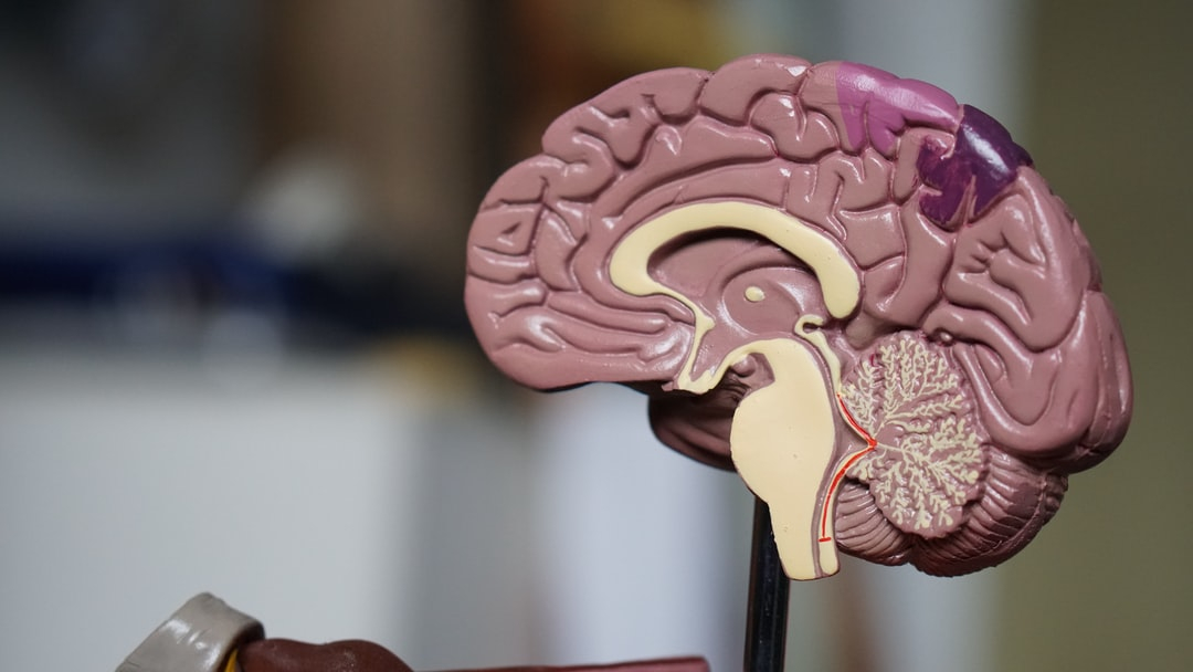 Qu'est-ce qui dans le cerveau contrôle la mémoire ?